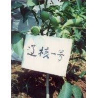 大量供應山楂苗 核桃苗 蘋果苗