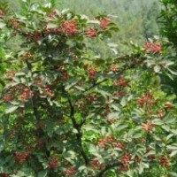 供應大紅袍花椒苗，山西花椒苗