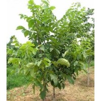 供應(yīng)核桃苗 花椒苗 柿子苗 桃樹苗