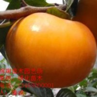 柿子苗|優(yōu)質(zhì)柿子苗|