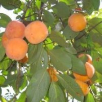 供應(yīng)15公分柿子樹 18公分柿子樹 20公分柿子樹價(jià)格