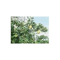 【梨樹(shù)、梨樹(shù)小苗】黃金梨、皇冠梨、酥梨、水晶梨等品種梨樹(shù)