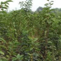 早櫻 晚櫻 櫻花樹苗 櫻花小苗 供應(yīng)櫻花樹苗