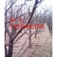 供應(yīng)5公分桃樹6公分柿子樹7公分杏樹8公分核桃樹