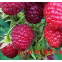 出售大果型雙季樹莓苗 單季樹莓苗 燈籠果苗