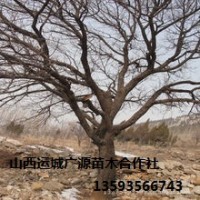 杏樹出售、10公分杏樹大量低價(jià)優(yōu)惠供應(yīng)