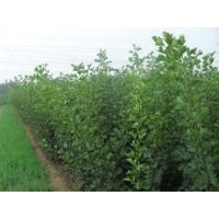 供應(yīng)蘋(píng)果苗 紅富士蘋(píng)果苗 蘋(píng)果苗價(jià)格