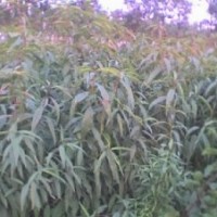 （山、毛）桃、山杏、杜梨、核桃、軟棗、酸棗、山楂