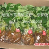 供應(yīng)草莓苗、草莓原種苗、紅顏、章姬、童子一號等品種