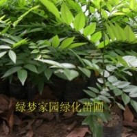 供應(yīng)珍貴海南黃花梨小苗,降香黃檀苗,花梨木,花梨母