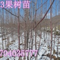 123蘋果苗，123蘋果苗價格