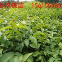 薄皮核桃苗，薄皮核桃苗價格