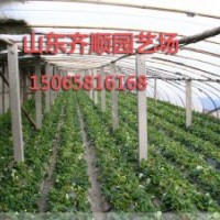 山東三葉一心草莓苗，脫毒草莓苗價格