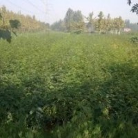 供應花椒苗 大紅袍花椒苗 山西花椒苗 大紅袍花椒苗價格