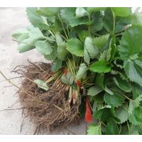 草莓苗哪里有？草莓苗什么價格，供應(yīng)草莓苗