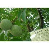 我基地核桃苗 山楂苗 柿子苗 梨樹(shù)苗 桃樹(shù)苗出售