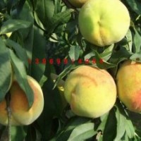 中國黃桃之鄉(xiāng)供應黃桃樹苗