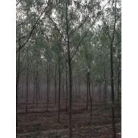臨沂青峰苗木基地供應(yīng)竹柳 蜀儈 紫薇 櫻花當(dāng)年苗