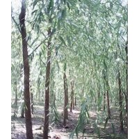 大量出售各種規(guī)格，垂柳