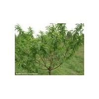 優(yōu)質(zhì)山桃樹/山桃苗/山桃苗圖片/山西運城
