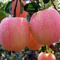 供應(yīng)蘋果苗，紅富士蘋果苗，蘋果苗，長短枝蘋果苗，紅富士蘋果苗