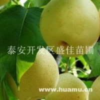 梨樹苗圃，哪里有梨樹苗？