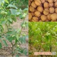 核桃苗/核桃苗價格/優(yōu)質核桃苗/山西核桃