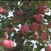 果樹【蘋果樹 核桃樹 櫻桃樹 山楂樹 杏樹】