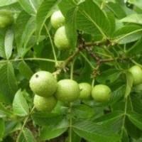 核桃苗 花椒苗 蘋果苗 刺槐苗 柿子苗 皂角苗