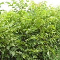 供品種核桃苗 2年生香玲核桃苗，遼核核桃苗（急出圃）