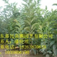 供應(yīng)山東0.5-4公分板栗樹 占地用