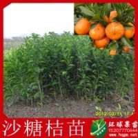供應(yīng)廣東四會沙糖桔苗 馬水桔 茂谷柑 皇帝柑等果樹 果苗