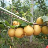 晚秋黃梨苗產(chǎn)地，晚秋黃梨苗供應(yīng)，晚秋黃梨苗基地