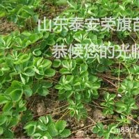 浙江草莓苗 浙江草莓苗價格