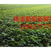 紅提葡萄苗