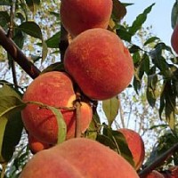 桃樹苗價格
