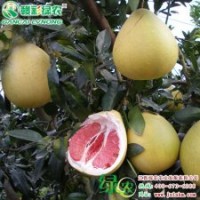 紅心柚 優(yōu)質(zhì)紅心柚小苗 紅心柚樹苗供應(yīng)包存活