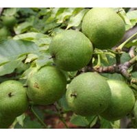 青皮核桃出售、大量青皮核桃低價優(yōu)惠供應(yīng)
