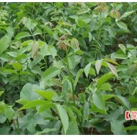 青皮核桃樹苗批發(fā)，核桃生長(zhǎng)發(fā)育的環(huán)境條件，薄皮核桃適應(yīng)環(huán)境