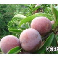 優(yōu)良脆紅李子栽培技術(shù)，投產(chǎn)早高豐產(chǎn)技術(shù)