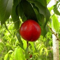 油桃苗批發(fā)|油桃苗價(jià)格