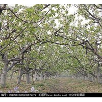櫻桃樹出售、8、9、10公分櫻桃樹低價優(yōu)惠供應(yīng)