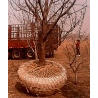 供應(yīng)核桃樹苗蘋果樹梨樹