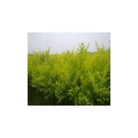 紅葉李 碧桃 白皮松 油松 側(cè)柏 華山松