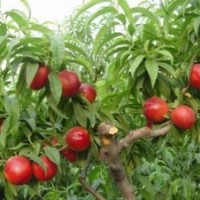供桃樹(shù)苗、夏之夢(mèng)桃苗、春雪桃苗、突圍桃苗