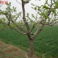 供應(yīng)山楂樹(shù)、掛果山楂樹(shù)、綠化山楂樹(shù)、觀賞山楂樹(shù)