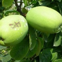 廠家直銷-山東臨沂興峰苗木，最新苗木供應(yīng)信息。