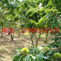 板栗苗栽培技術(shù) 板栗苗價(jià)格介紹板栗苗的栽培技巧