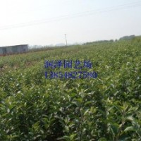 供應(yīng)蘋果樹小苗