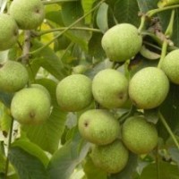 優(yōu)質香菱核桃苗火熱預訂中